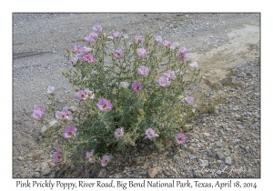 Pink Prickly Poppy