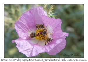 Pink Prickly Poppy