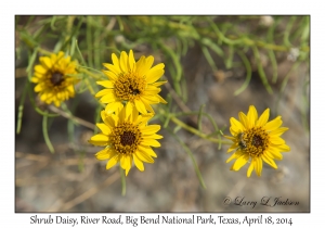 Shrub Daisy