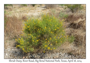 Shrub Daisy