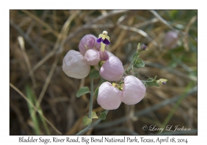 Bladder Sage