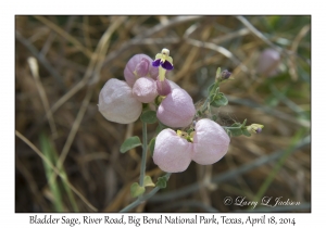 Bladder Sage