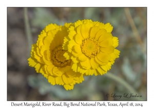 Desert Marigold