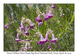 Desert Willow