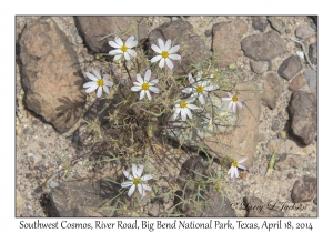 Southwest Cosmos