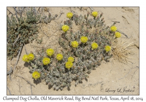 Clumped Dog Cholla