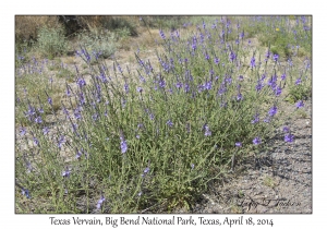 Texas Vervain