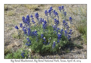 Big Bend Bluebonnet