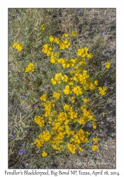 Fendler's Bladderpod