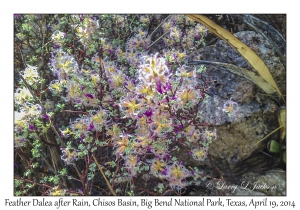 Feather Dalea after Rain