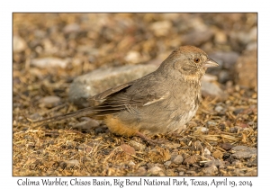 Colima Warbler