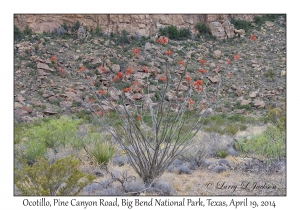 Ocotillo