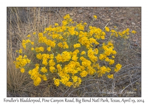 Fendler's Bladderpod