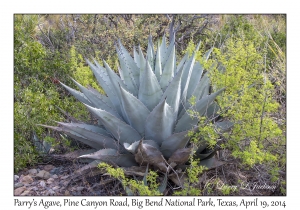 Parry's Agave