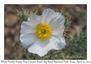 White Prickly Poppy