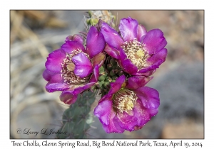 Tree Cholla