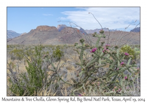 Mountains & Cylindropuntia imbricata