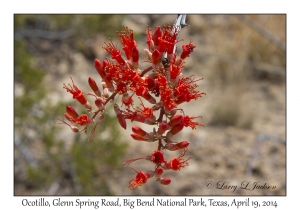 Ocotillo