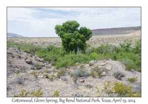 Cottonwood Trees