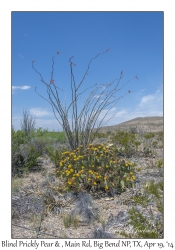 Blind Prickly Pear & Ocotillo