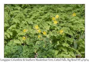 Longspur Columbine & Southern Maidenhair Fern