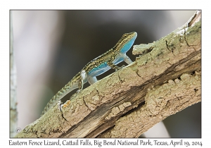 Eastern Fence Lizard