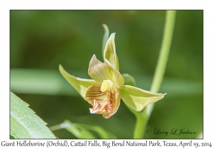 Giant Helleborine