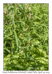 Giant Helleborine