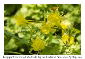 Longspur Columbine