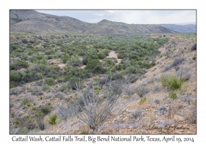 Cattail Wash