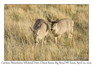 Carmen Mountains Whitetail Deer