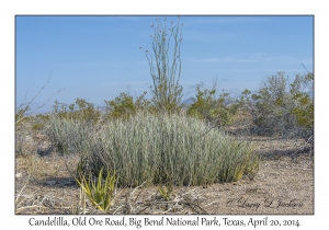 Candelilla