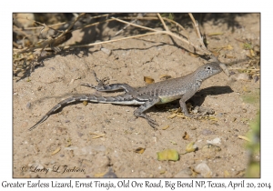 Greater Earless Lizard