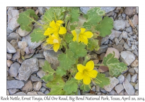 Rock Nettle