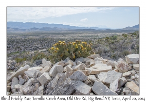 Blind Prickly Pear