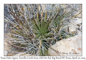 Texas False Agave