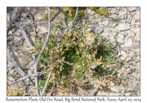 Resurrection Plant