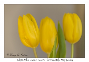 Tulips