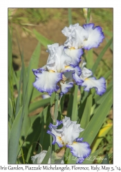 Iris