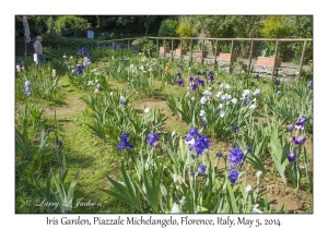 Iris Garden