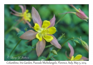 Columbine