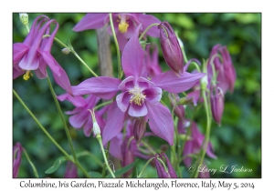 Columbine