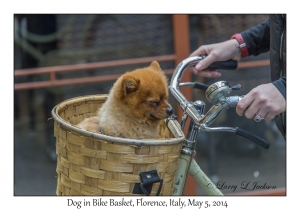 Dog in Bike Basket