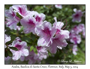 Rhododendron