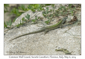 Podarcis muralis nigriventris