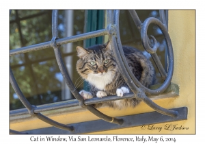 Cat in Window