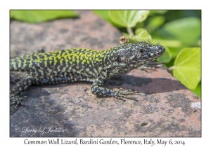 Common Wall Lizard