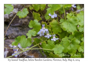 Ivy-leaved Toadflax