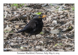 Eurasian Blackbird