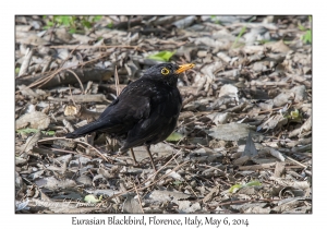 Eurasian Blackbird